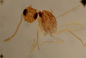 specialis nom.d. 3.jpg