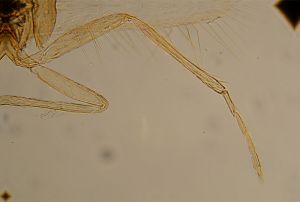 specialis nom.d. 4.jpg