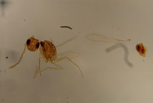 specialis nom.d. 5.jpg