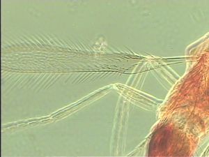 spinosus 'Type' 1.jpg