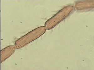 spinosus 'Type' 10.jpg