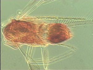 spinosus 'Type' 13.jpg