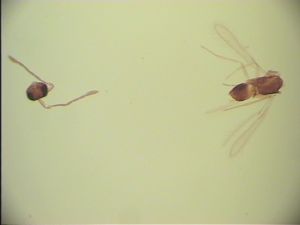 spinosus 'Type' 14.jpg