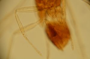 spinosus 'Type' 15.jpg