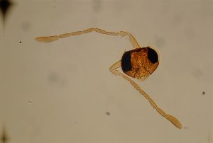 spinosus 'Type' 16.jpg