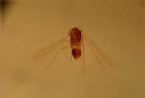 spinosus 'Type' 17.jpg