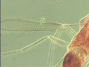 spinosus 'Type' 2.jpg