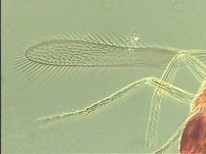 spinosus 'Type' 3.jpg