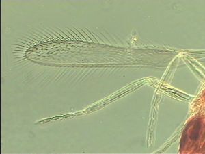 spinosus 'Type' 4.jpg