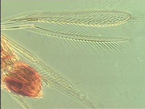 spinosus 'Type' 5.jpg