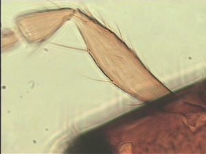 spinosus 'Type' 7.jpg