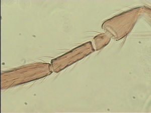 spinosus 'Type' 8.jpg