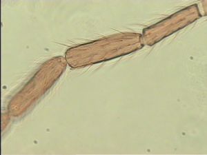 spinosus 'Type' 9.jpg