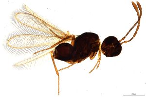 stygius Debauche Htype 0.jpg