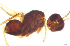 stygius Htype 0-1.jpg