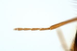 stygius Htype 0-2.jpg