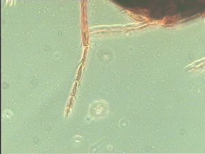 stygius Htype 11.jpg