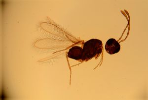 stygius Htype 12.jpg