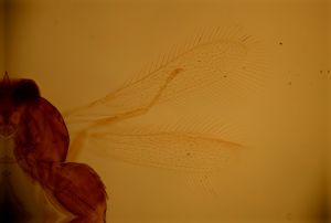 capitulata Htype 1.jpg