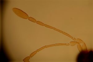 capitulata Htype 3.jpg