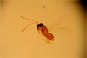 capitulata Htype 5.jpg