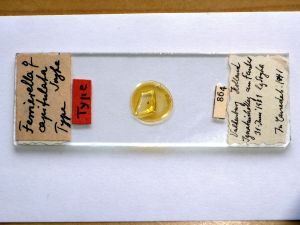 capitulata Htype s.JPG