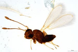 filicornis  Soyka Htype 0.jpg