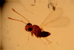 filicornis Htype 1.jpg