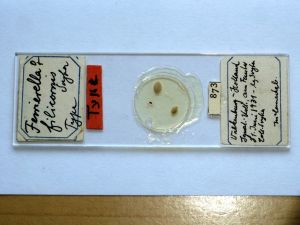 filicornis Htype s.JPG