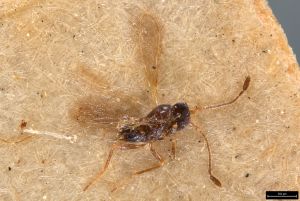 fuscipennis Haliday Ltype 0.jpg