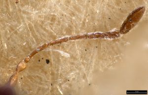 fuscipennis Ltype 0-1.jpg