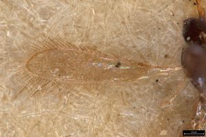 fuscipennis Ltype 0-3.jpg