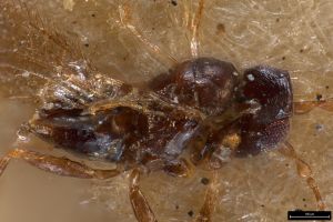 fuscipennis Ltype 0-4.jpg