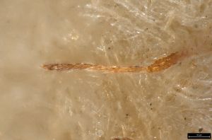 fuscipennis Ltype 0-5.jpg