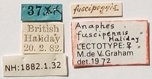 fuscipennis Ltype L.jpg