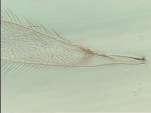 fuscipennis Pltype 1.jpg