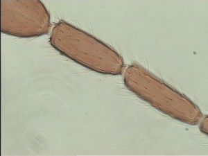 fuscipennis Pltype 10.jpg