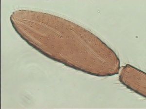 fuscipennis Pltype 11.jpg