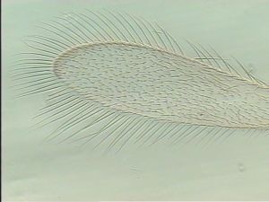 fuscipennis Pltype 2.jpg