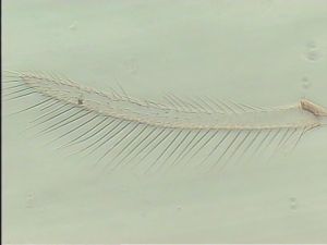 fuscipennis Pltype 3.jpg