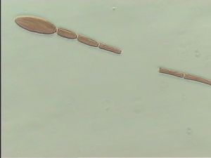 fuscipennis Pltype 5.jpg