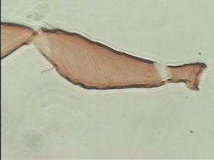 fuscipennis Pltype 6.jpg