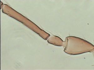 fuscipennis Pltype 7.jpg