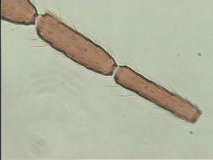 fuscipennis Pltype 9.jpg