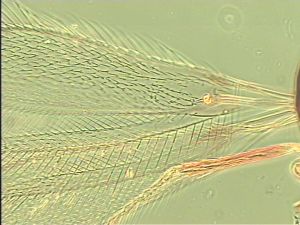 maculata Htype 1.jpg