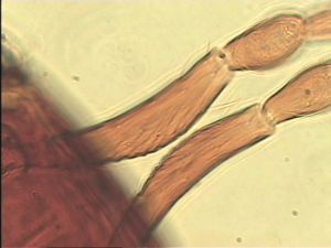 maculata Htype 10.jpg