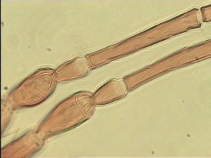 maculata Htype 11.jpg