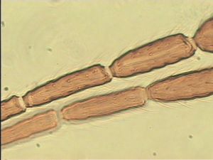 maculata Htype 13.jpg