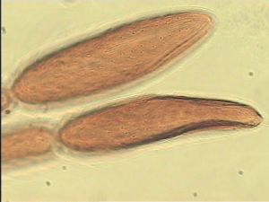 maculata Htype 15.jpg