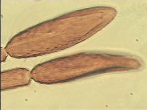 maculata Htype 16.jpg